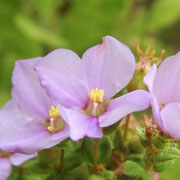 NUTTALL'S MEADOWBEAUTY, Rhexia nuttallii, photo by Art Smith