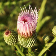 Thistle--Cirsium horridulum, photo by Art Smith