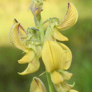 Smooth Rattlebox--Crotalaria pallida, photo by Art Smith