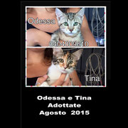 pets weet home perugia