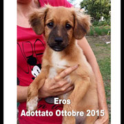 pets weet home perugia
