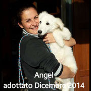 pets weet home perugia