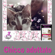 pets weet home perugia