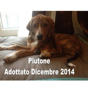pets weet home perugia