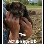 pets weet home perugia