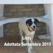 pets weet home perugia