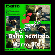 pets weet home perugia