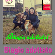 pets weet home perugia