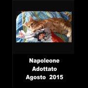 pets weet home perugia