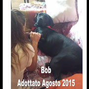 pets weet home perugia