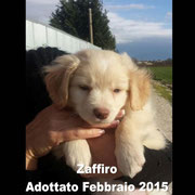 pets weet home perugia