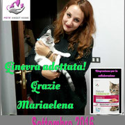 pets weet home perugia