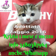 pets weet home perugia