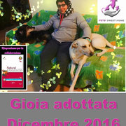 pets weet home perugia
