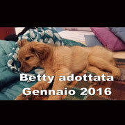 pets weet home perugia