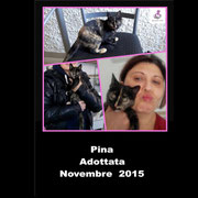 pets weet home perugia