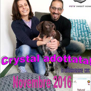pets weet home perugia
