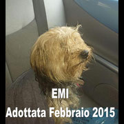 pets weet home perugia