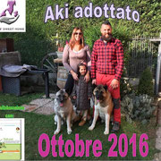 pets weet home perugia