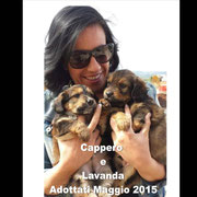 pets weet home perugia