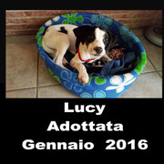 pets weet home perugia