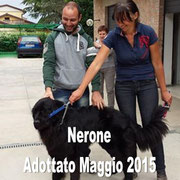 pets weet home perugia