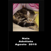 pets weet home perugia