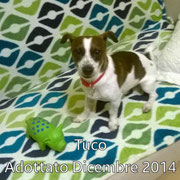 pets weet home perugia
