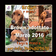 pets weet home perugia