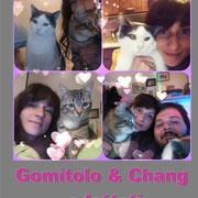 pets weet home perugia