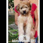 pets weet home perugia