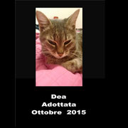 pets weet home perugia