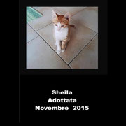 pets weet home perugia