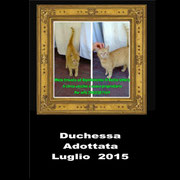 pets weet home perugia