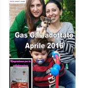 pets weet home perugia