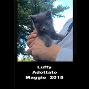 pets weet home perugia