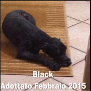 pets weet home perugia