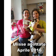 pets weet home perugia