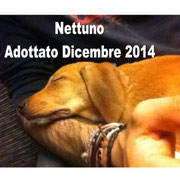 pets weet home perugia
