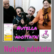 pets weet home perugia