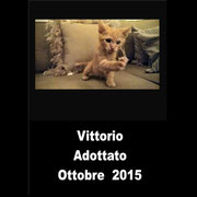 pets weet home perugia