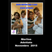 pets weet home perugia
