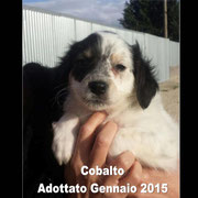 pets weet home perugia
