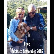 pets weet home perugia