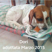 pets weet home perugia