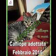 pets weet home perugia