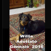 pets weet home perugia