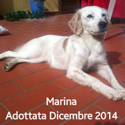 pets weet home perugia