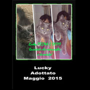 pets weet home perugia