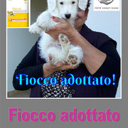 pets weet home perugia